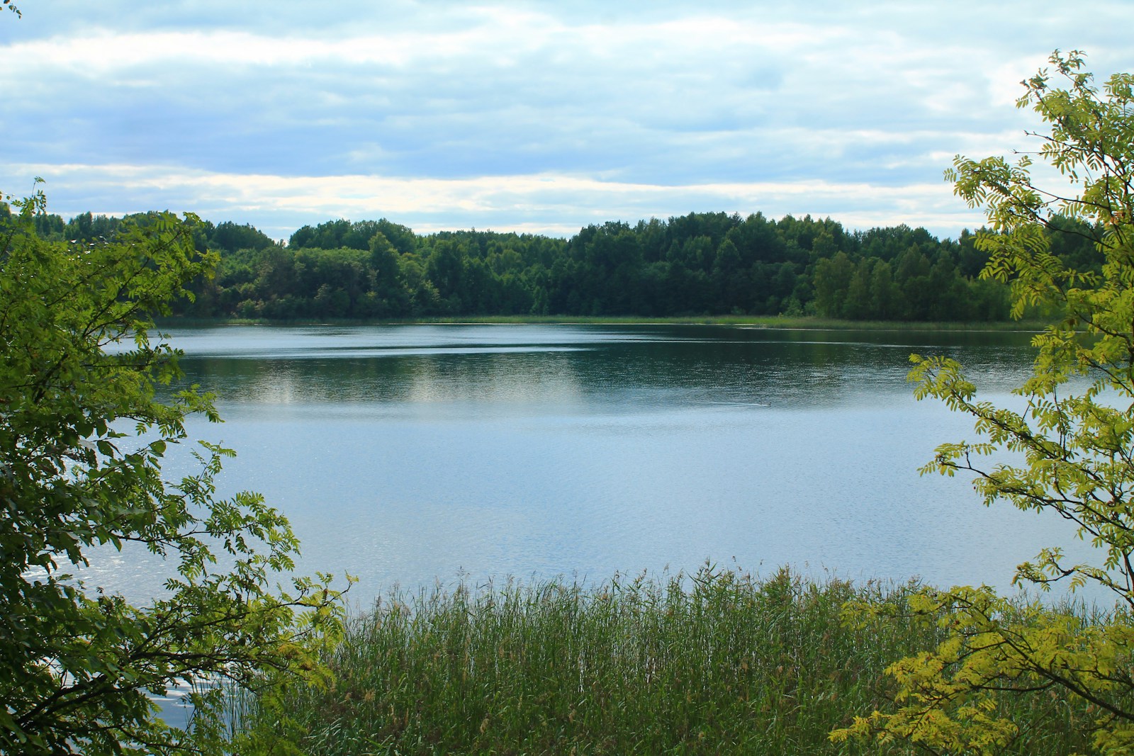 a large body of water surrounded by trees
